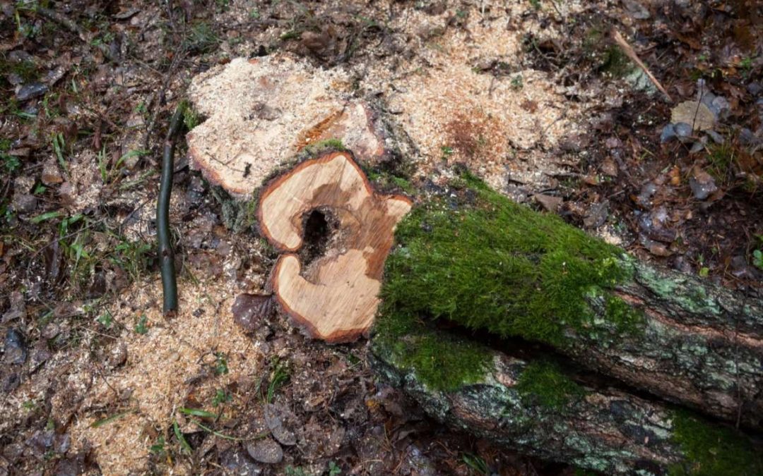 Вильнюс: пилить деревья на частной земле себе дороже